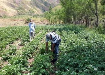 ФАО поддерживает производство картофеля в Таджикистане
