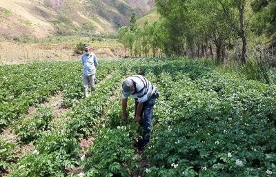 ФАО поддерживает производство картофеля в Таджикистане