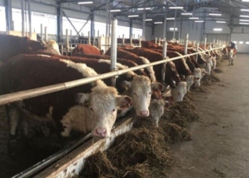Животноводческую продукцию в Хатлоне увеличат путем создания новых животноводческих ферм