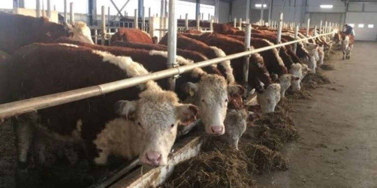 Животноводческую продукцию в Хатлоне увеличат путем создания новых животноводческих ферм