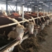 Животноводческую продукцию в Хатлоне увеличат путем создания новых животноводческих ферм