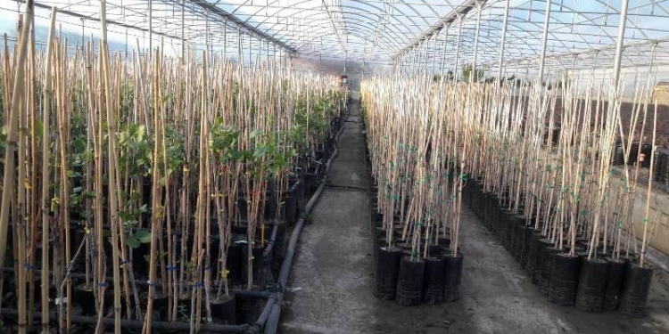 В Таджикистане намерены восстановить саксаульники