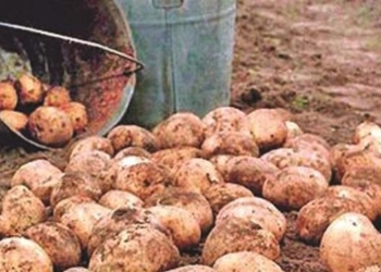В Таджикистане за 7 месяцев сельхозпродукции произведено на сумму свыше $1,3 млрд.