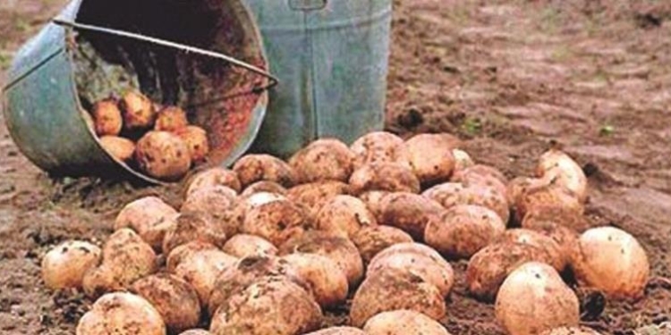 В Таджикистане за 7 месяцев сельхозпродукции произведено на сумму свыше $1,3 млрд.
