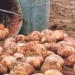 В Таджикистане за 7 месяцев сельхозпродукции произведено на сумму свыше $1,3 млрд.