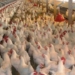 Производство куриного мяса и яиц в Согде растет вместе с количеством птицефабрик
