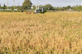 В Таджикистане с начала года произведено около 800 тыс. тонн зерновых