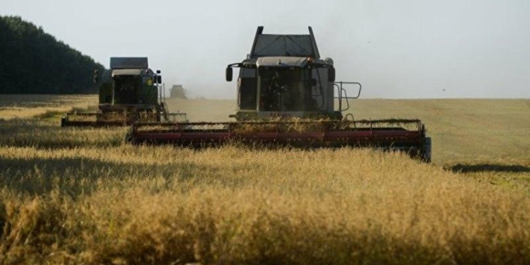 Сбор урожая зерновых. Разница в данных Минсельхоза и Агентства по статистике составила почти 400 тыс. тонн