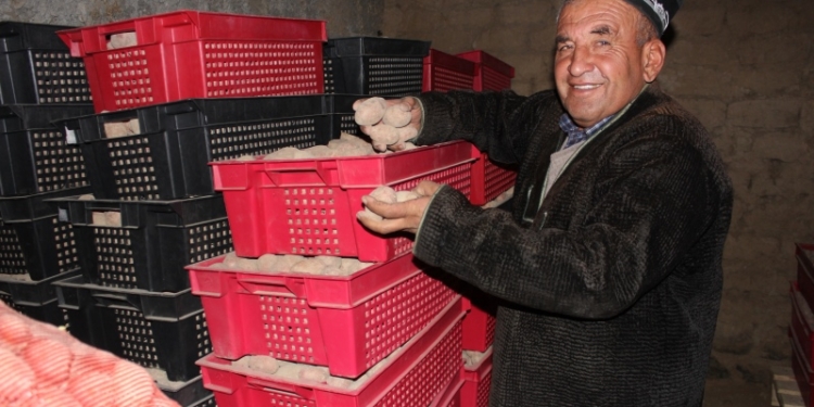 Таджикские дехкане осваивают новый сорт картофеля «Рэд Скарлет»