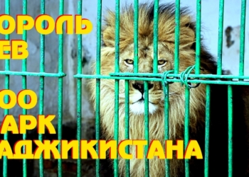 В Душанбинский Зоопарк завезли новых питомцев из Казахстана и России (видео)