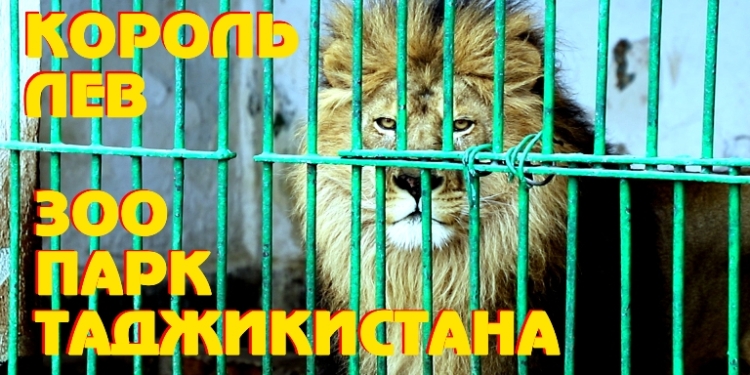 В Душанбинский Зоопарк завезли новых питомцев из Казахстана и России (видео)