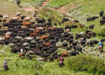 Производство мяса в Таджикистане увеличилось на 5,5%