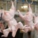Производство куриного мяса в Таджикистане увеличилось почти в два раза