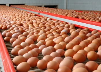Производство куриных яиц выросло, как и цены на этот продукт
