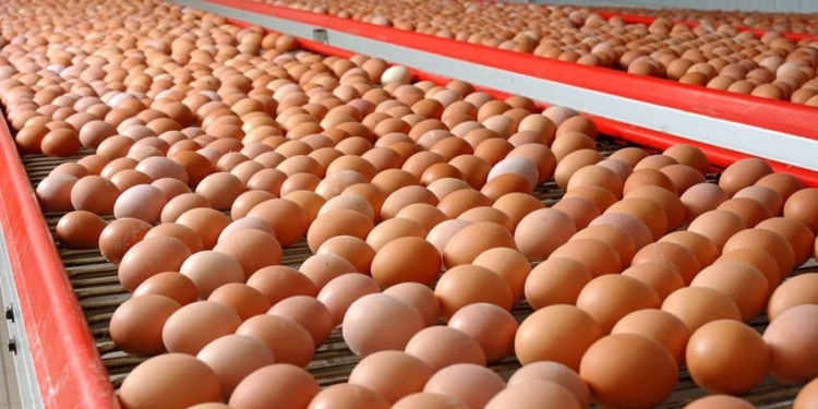 Производство куриных яиц выросло, как и цены на этот продукт