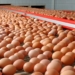 Производство куриных яиц выросло, как и цены на этот продукт