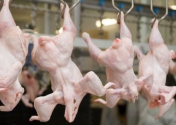 Производство мяса и яиц в Таджикистане растет, как и цены на эту продукцию