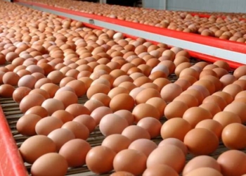Почему подорожали куриные яйца, рассказали в Минсельхозе