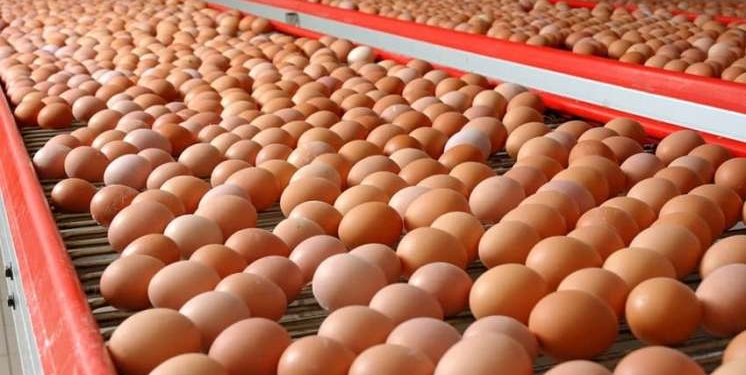 Почему подорожали куриные яйца, рассказали в Минсельхозе