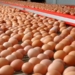 Почему подорожали куриные яйца, рассказали в Минсельхозе