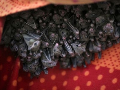 Ученые предупредили об угрозе новой пандемии от еще одного вируса летучих мышей