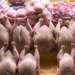 Комитет продбезопасности: COVID-19 в импортном мясе выявлен не был