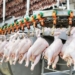 Производство куриного мяса в Таджикистане увеличилось почти на четверть