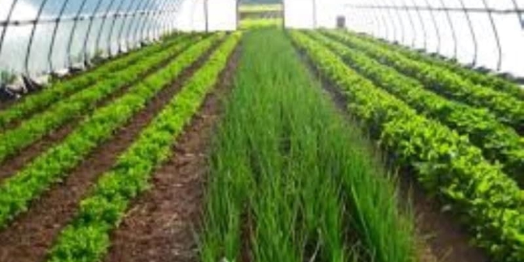 Объем производства сельхозпродукции в Таджикистане увеличился на 6%