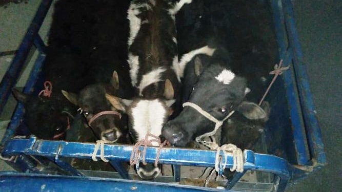 Кыргызские пограничники пресекли нелегальный перегон скота в Таджикистан