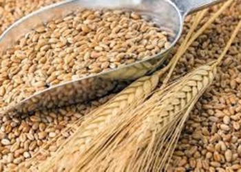 Парламентский Совет обсудил поправки в закон «О зерне и продуктах его переработки»