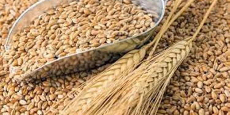 Парламентский Совет обсудил поправки в закон «О зерне и продуктах его переработки»