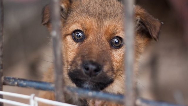 В США запретили ввозить собак из Узбекистана, Таджикистана и других стран