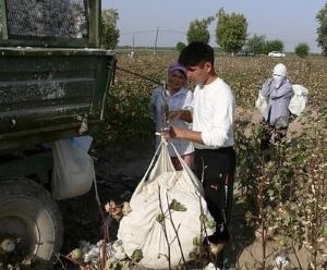 В Таджикистане собрано около 50 тыс. тонн хлопка