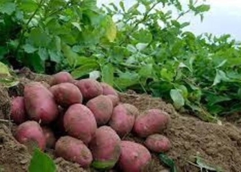 В Таджикистане собрано 340 тыс. тонн картофеля и свыше 672 тыс. тонн пшеницы