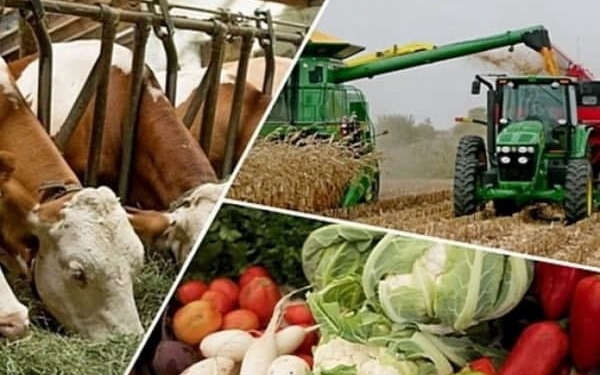 Объем валовой сельхозпродукции Таджикистана составил около $3 млрд.