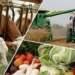 Объем валовой сельхозпродукции Таджикистана составил около $3 млрд.