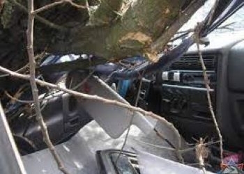 В Душанбе дерево обрушилось на автомобиль. Никто не пострадал