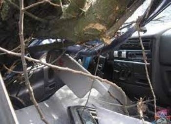 В Душанбе дерево обрушилось на автомобиль. Никто не пострадал