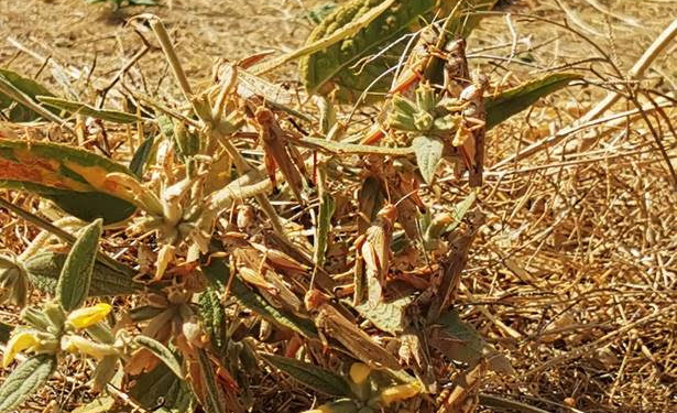 ФАО предоставила Таджикистану 8 тракторов для борьбы с саранчой