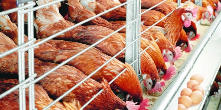 В Таджикистане увеличивается производство куриного мяса и яиц