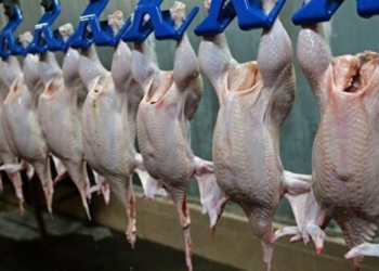Таджикистан более чем в 20 раз снизил импорт птичьего мяса