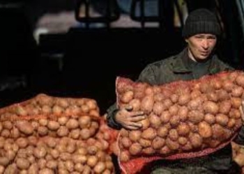 Глава общества «Таджикматлубот» сообщил, когда снизятся цены на лук