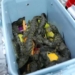 В аэропорту Ташкента задержали пассажира с полусотней крокодильчиков