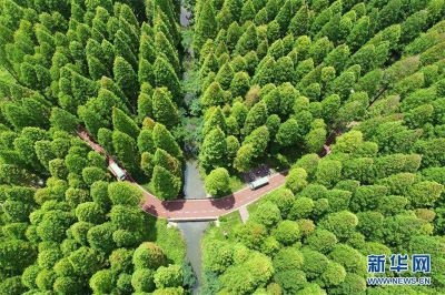 В Китае насчитывается 219 лесных городов