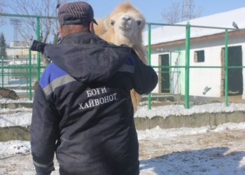 Как живут обитатели Зоопарка в холода (фото)