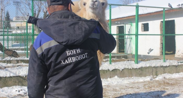 Как живут обитатели Зоопарка в холода (фото)