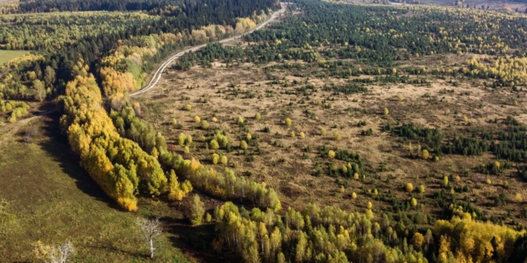 Подсчитан ущерб, нанесенный лесному хозяйству Таджикистана
