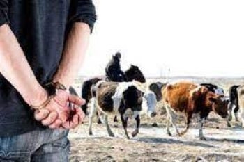 В Канибадаме задержан серийный скотокрад-рецидивист