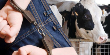 Ведется расследование по фактам кражи домашнего скота