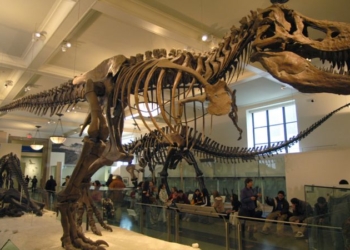 Скелет самого известного динозавра Tirannosaurus Rex продан с аукциона за 5,3 млн долларов